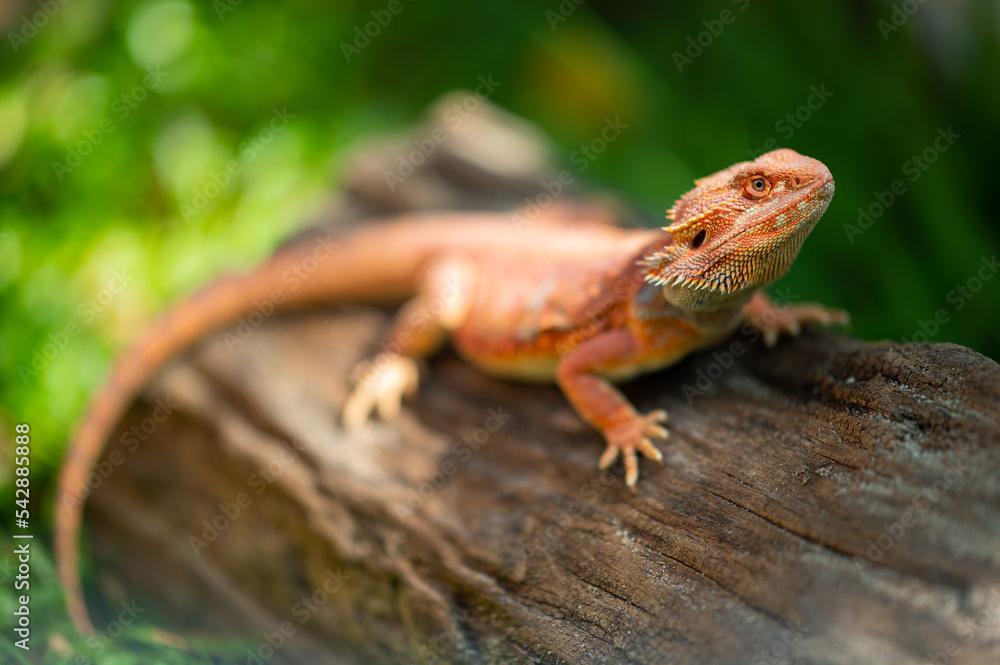 bearded dragon on ground with blur background bearded dragon on ground with blur background