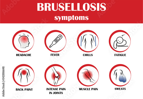 Brusellosis, symptoms of disease, icon vector