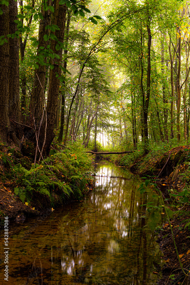 Obraz premium river in the forest