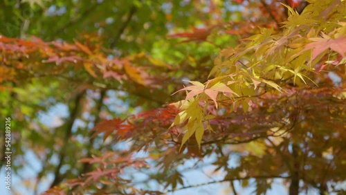 Beautiful View Of Autumn Leaves In Daytime At The Park. Closeup