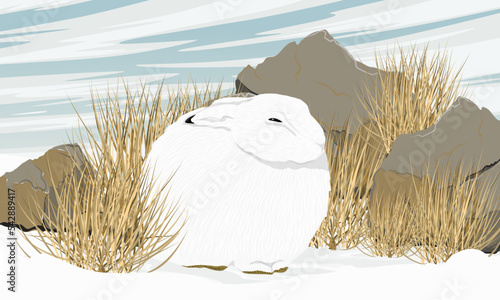 Cute white polar hares hides from the wind behind large stones and dry grass. Wild animal of the Arctic tundra in winter. Realistic vector landscape