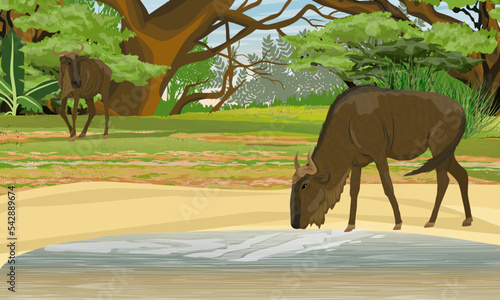 фотографія Wildebeest drinking from a lake