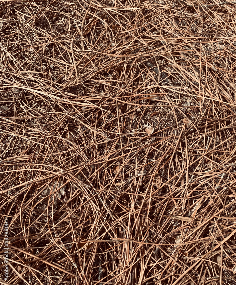 Texture from the brown old pine needles.
Pine tree leaf texture. Forest floor with pine needles, dead dry leaves and sticks and twigs. Texture from the brown old pine needles.
Pine tree leaf texture. Forest floor with pine needles, dead dry leaves and sticks and twigs.