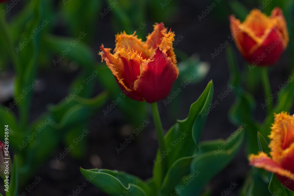 Lots of multicolored tulips in the garden. Red, yellow, orange flowers tulips bloom in spring.