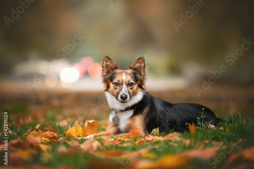 dog in the grass in the autumn park