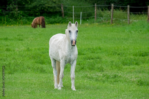 Pferd (Equus) auf einer Wiese