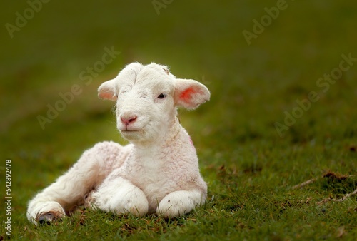 A little lamb is laying in the grass.