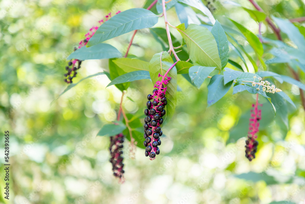Phytolacca americana (Turkish Sekerci boyasi) Phytolacca americana (Turkish Sekerci boyasi)
