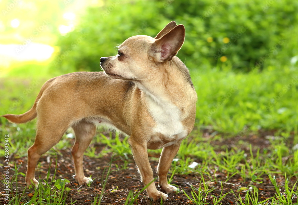 Portrait of a little chihuahua looking back in the grass.