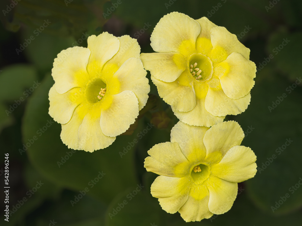 Yellow Flower Yellow Flower