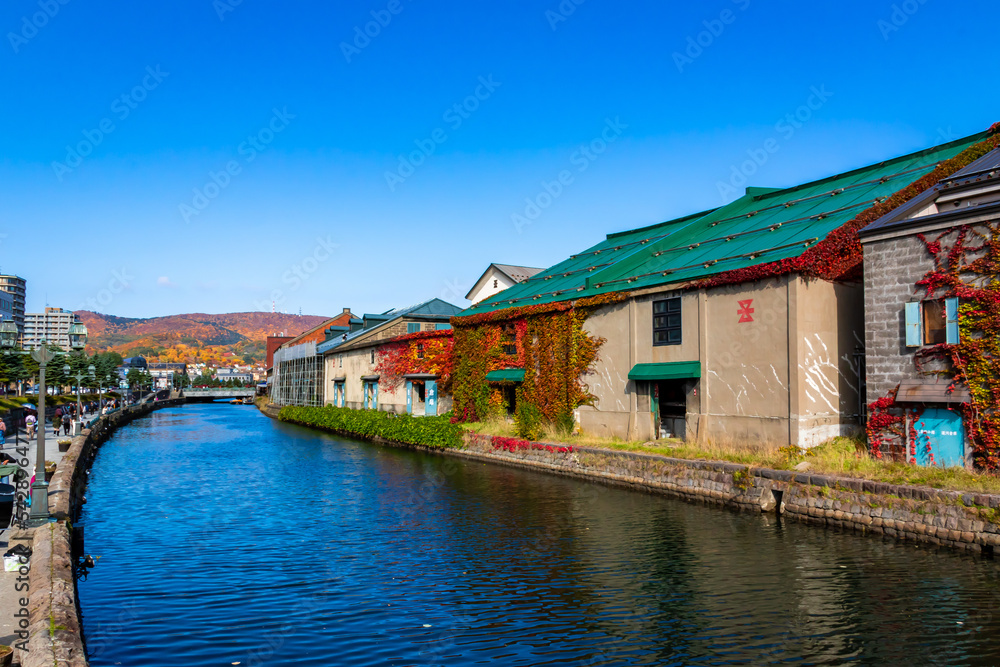秋の小樽運河で見た、建物の壁に広がる紅葉と快晴の青空