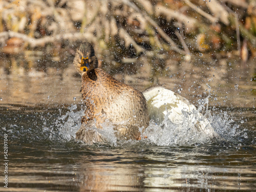 duck bird bathes in the water in the park