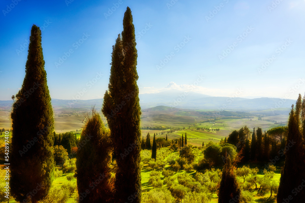 Tuscan Landscape with cypress and olive trees and city of Montepulciano in background, Chianti, Tuscany, Italy