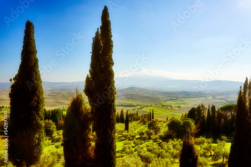 Tuscan Landscape with cypress and olive trees and city of Montepulciano in background, Chianti, Tuscany, Italy