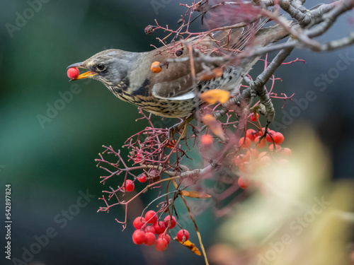 thrush bird eats rowan seeds