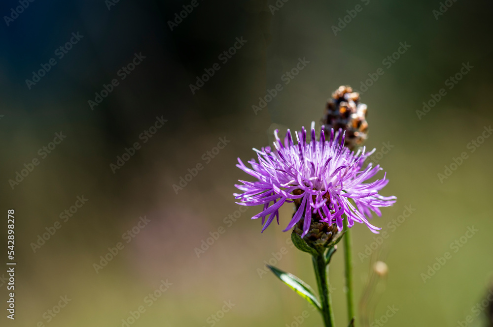 Flowers and bees. Fairytale atmosphere Flowers and bees. Fairytale atmosphere