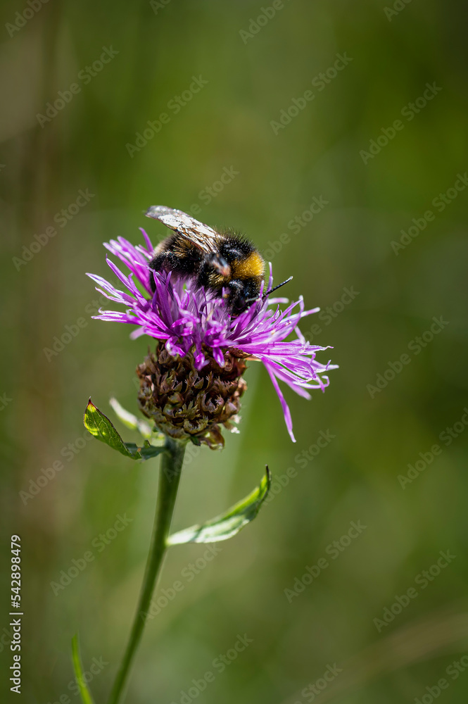 Fototapeta premium Flowers and bees. Fairytale atmosphere
