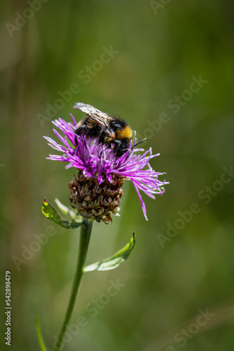 Flowers and bees. Fairytale atmosphere © Nicola Simeoni