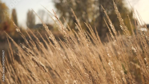 A field of dry grass sways in the wind. Nature in autumn