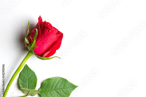 ingle red rose on white background with copy psace. Floral frame. Blooming flower, greeting card photo