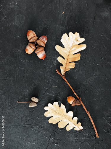 top view of acorns and oak leaves