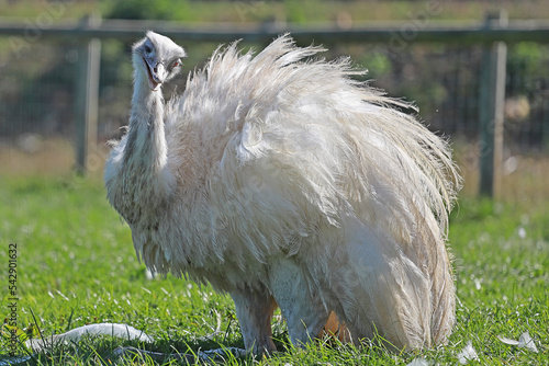 Funny white rhea bird in the field. photo