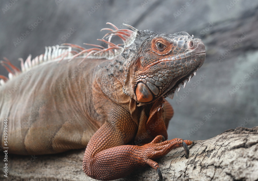 Obraz premium Portrait photo of a huge Green iguana, actually in beautiful orange colors.