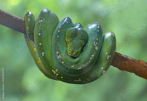An Emerald tree boa is resting on a branch.