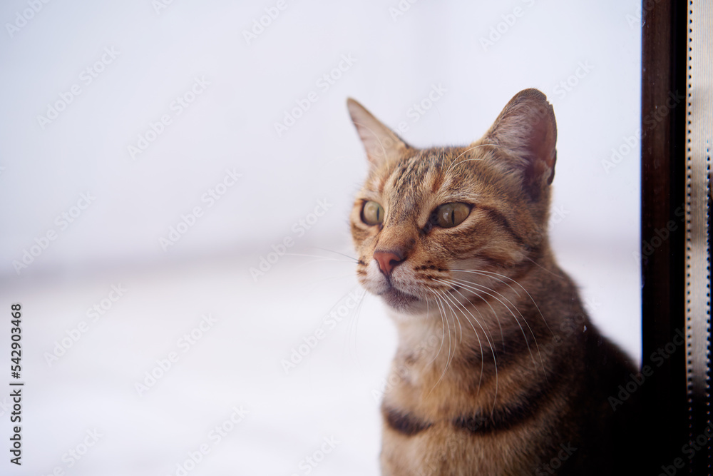 Portrait of shorthair stripped cat.