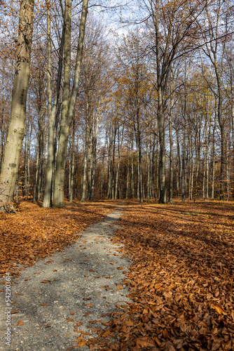 Bicycle route on a sunny day in the autumn forest.