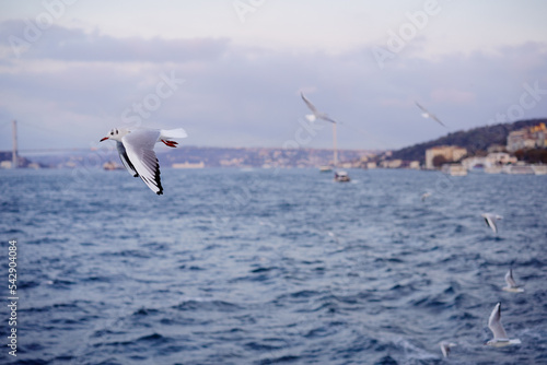 Seagull Istanbul  Bosporus  Turkey. Seagull flying over the sea against the backdrop of the city