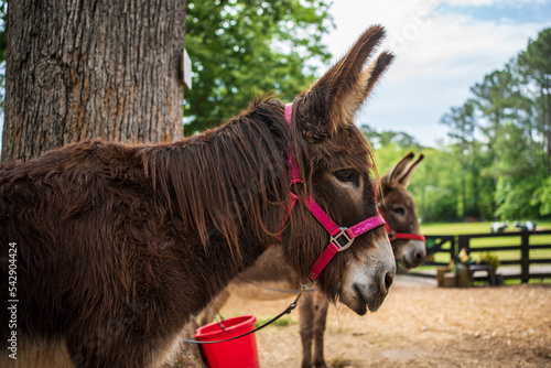 Donkey at the farm