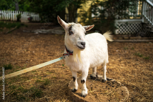 Miniature Goat on Farm