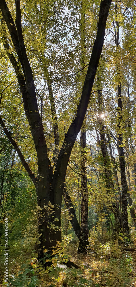 Colorful leaves on trees during a walk in Park Julianowski on a sunny autumn day, Lodz, Poland. Colorful leaves on trees during a walk in Park Julianowski on a sunny autumn day, Lodz, Poland.