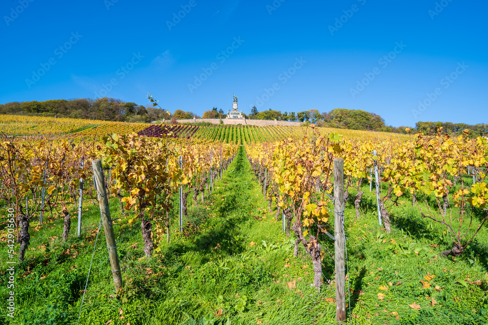 Fototapeta premium weinberg am rhein im herbst