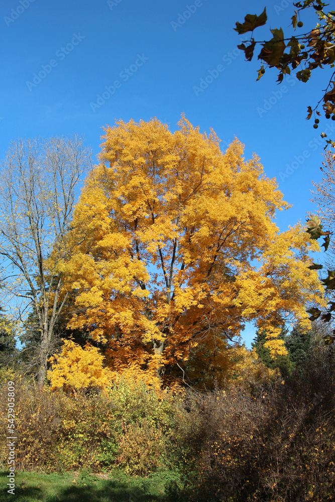 Naklejka premium picturesque corner of the botanical garden in early autumn