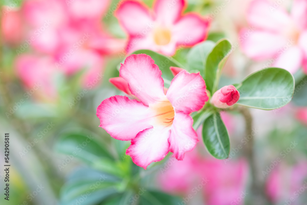 Beautiful pink Adenium flower with soft light in the garden. Beautiful pink Adenium flower with soft light in the garden.
