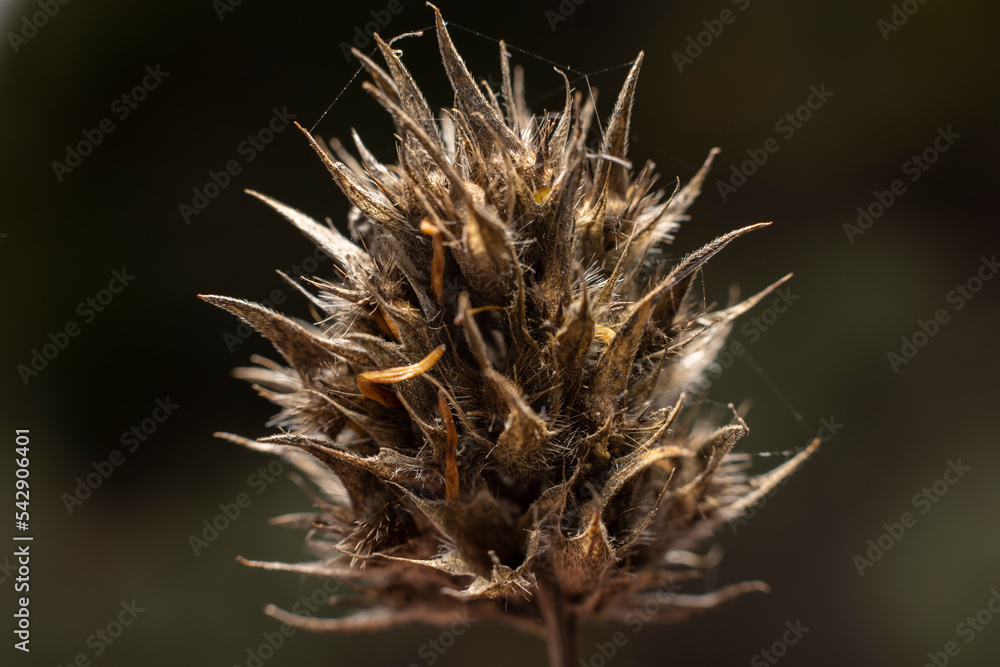 Macro de Cardo Macro de Cardo