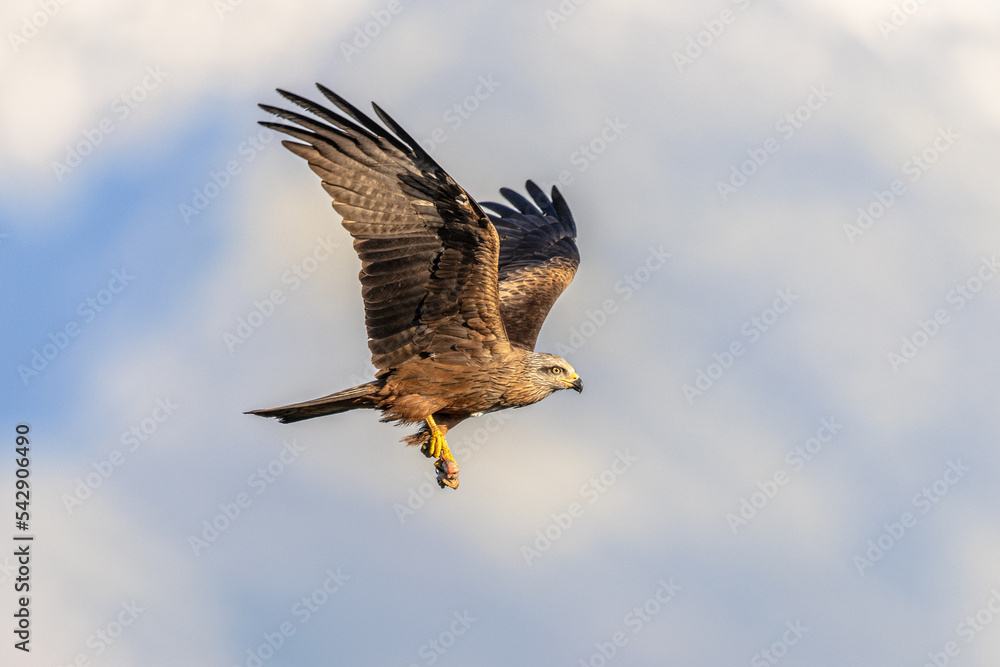 Obraz premium Black Kite flying on bright background