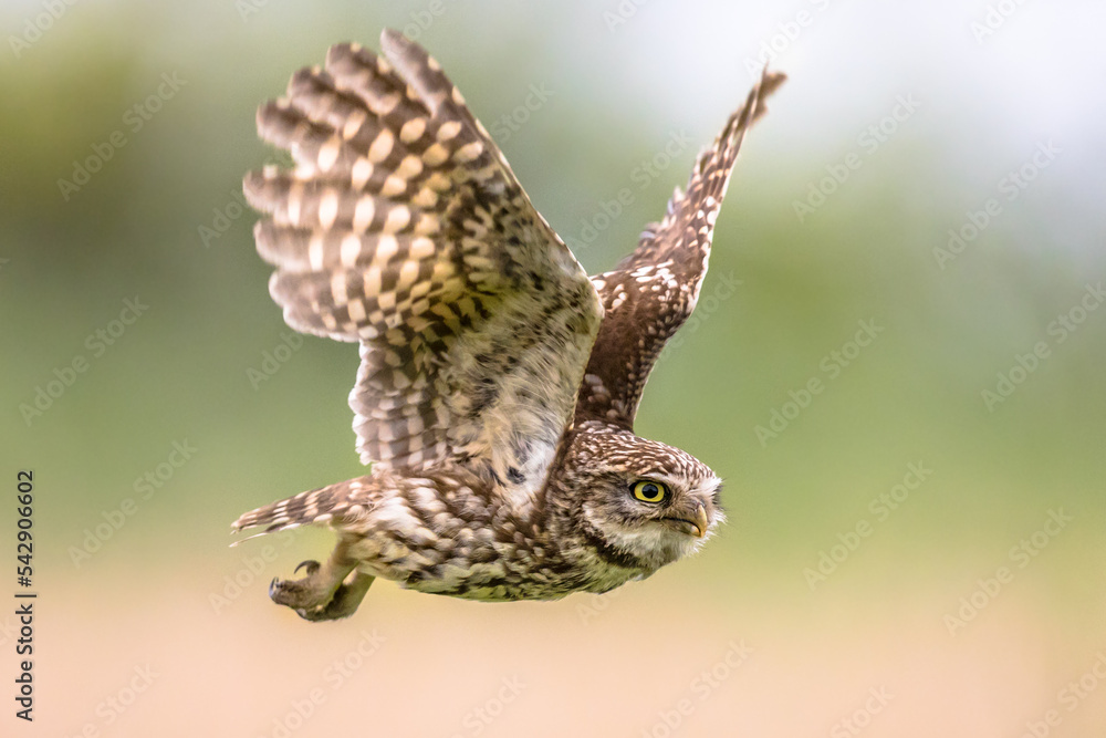 Obraz premium Little Owl flying on blurred background