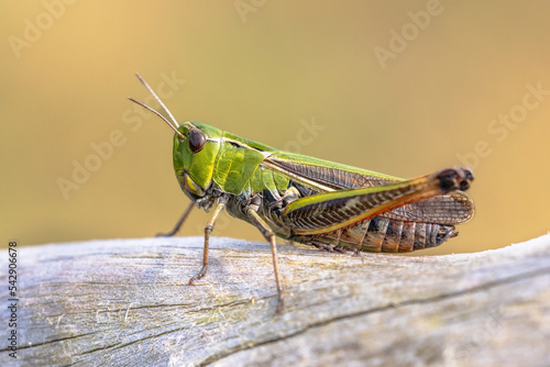 Stripe winged grasshopper in natural habitat © creativenature.nl