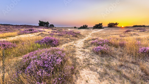 Sunset over heathland Veluwe Netherlands