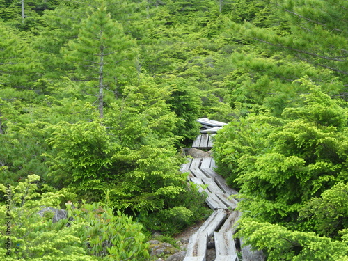 高山の木道