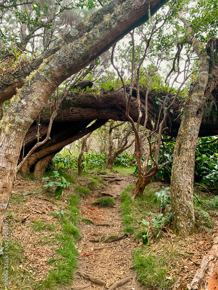 Chemin de randonnée du GRR2 dans la jungle sur l'île de la Réunion Chemin de randonnée du GRR2 dans la jungle sur l'île de la Réunion