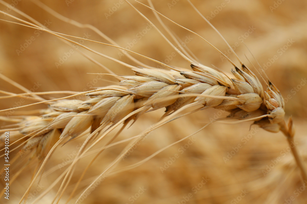 Ripe wheat spike in agricultural field, closeup Ripe wheat spike in agricultural field, closeup