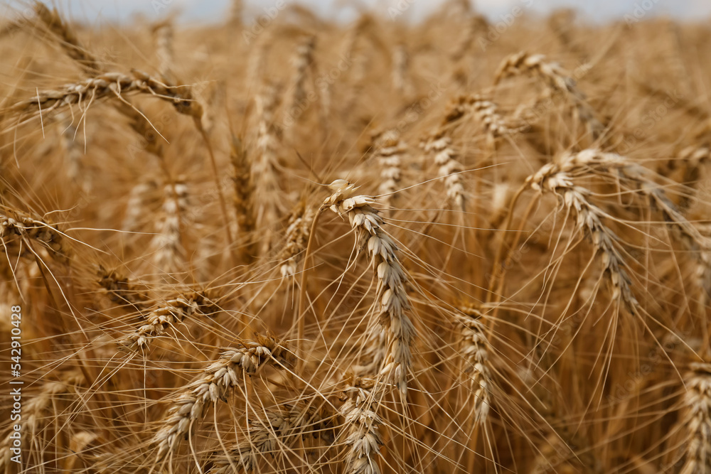 Fototapeta premium Ripe wheat spikes in agricultural field, closeup