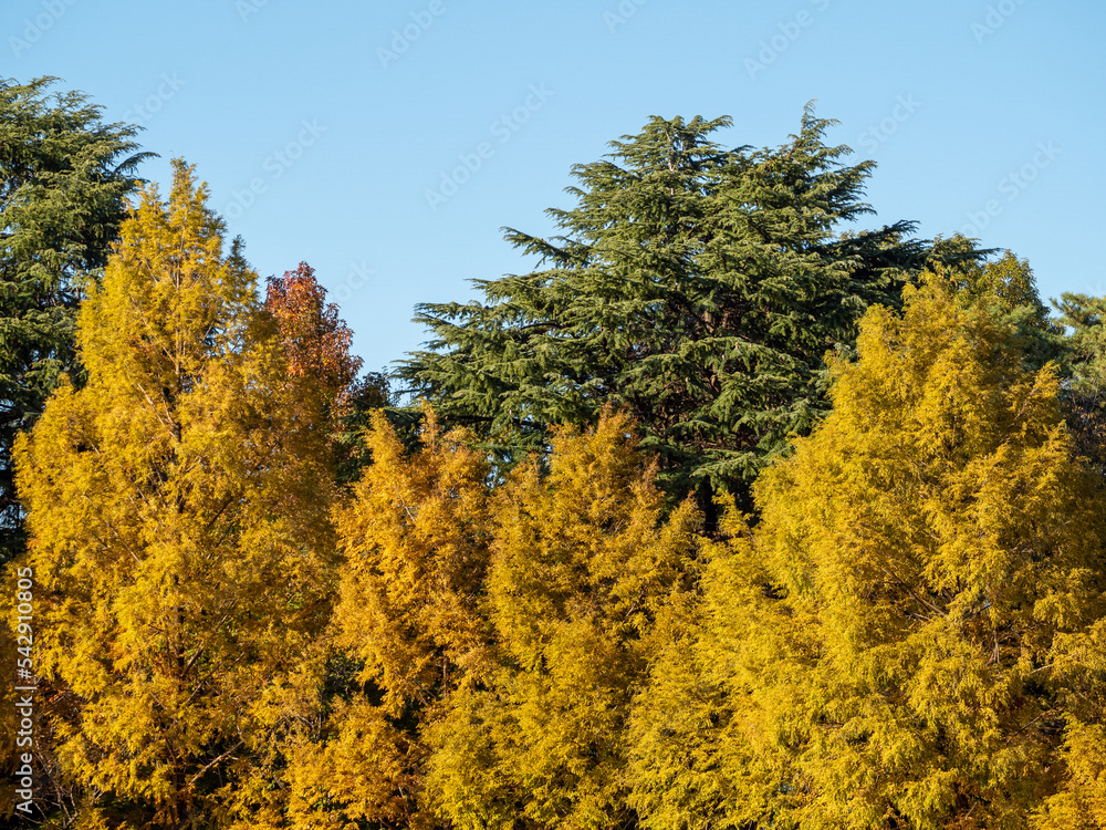 Fototapeta premium 黄葉した樹木