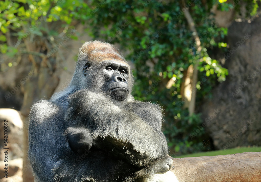 Portrait photo of a silverback gorilla.