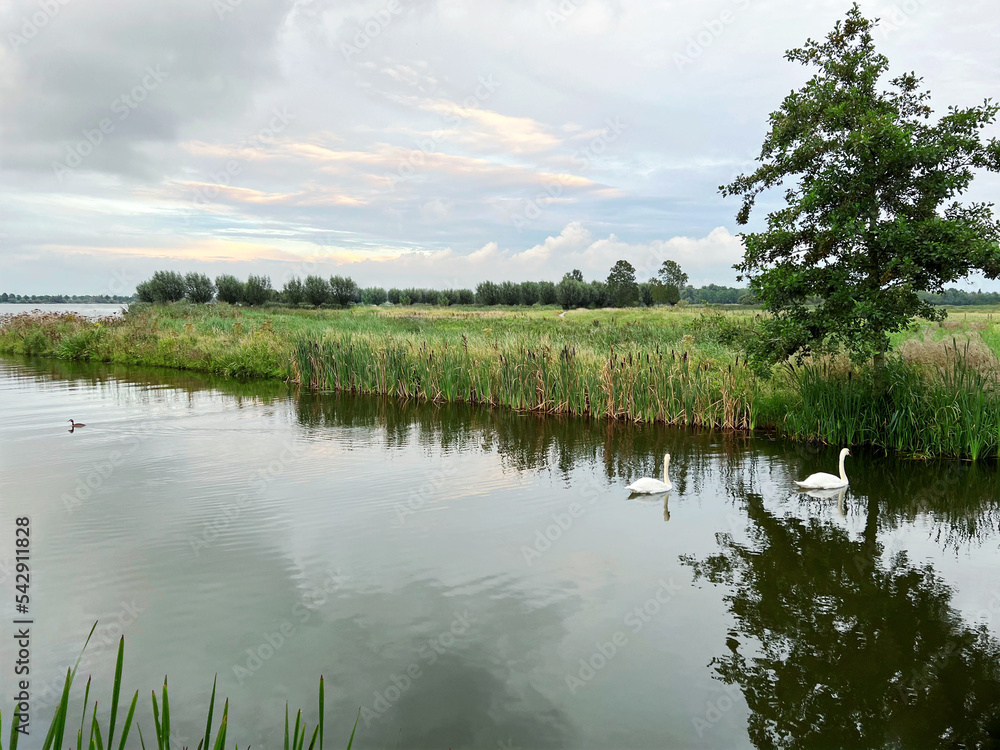 Obraz premium Beautiful view of swans on river, reeds and cloudy sky