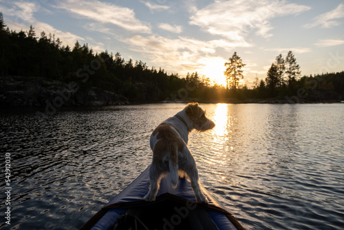 A dog of the Jack Russell Terrier breed stands on the bow of a kayak against the backdrop of a lake and forest. Sunset backlight